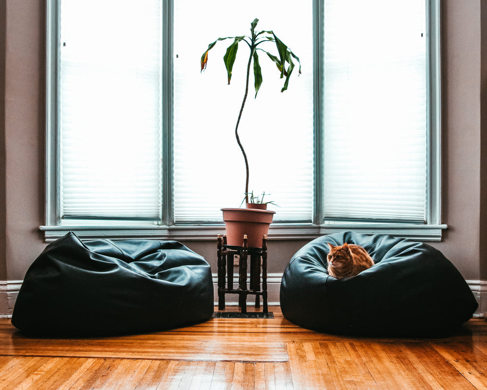comfortable-living-room-cat